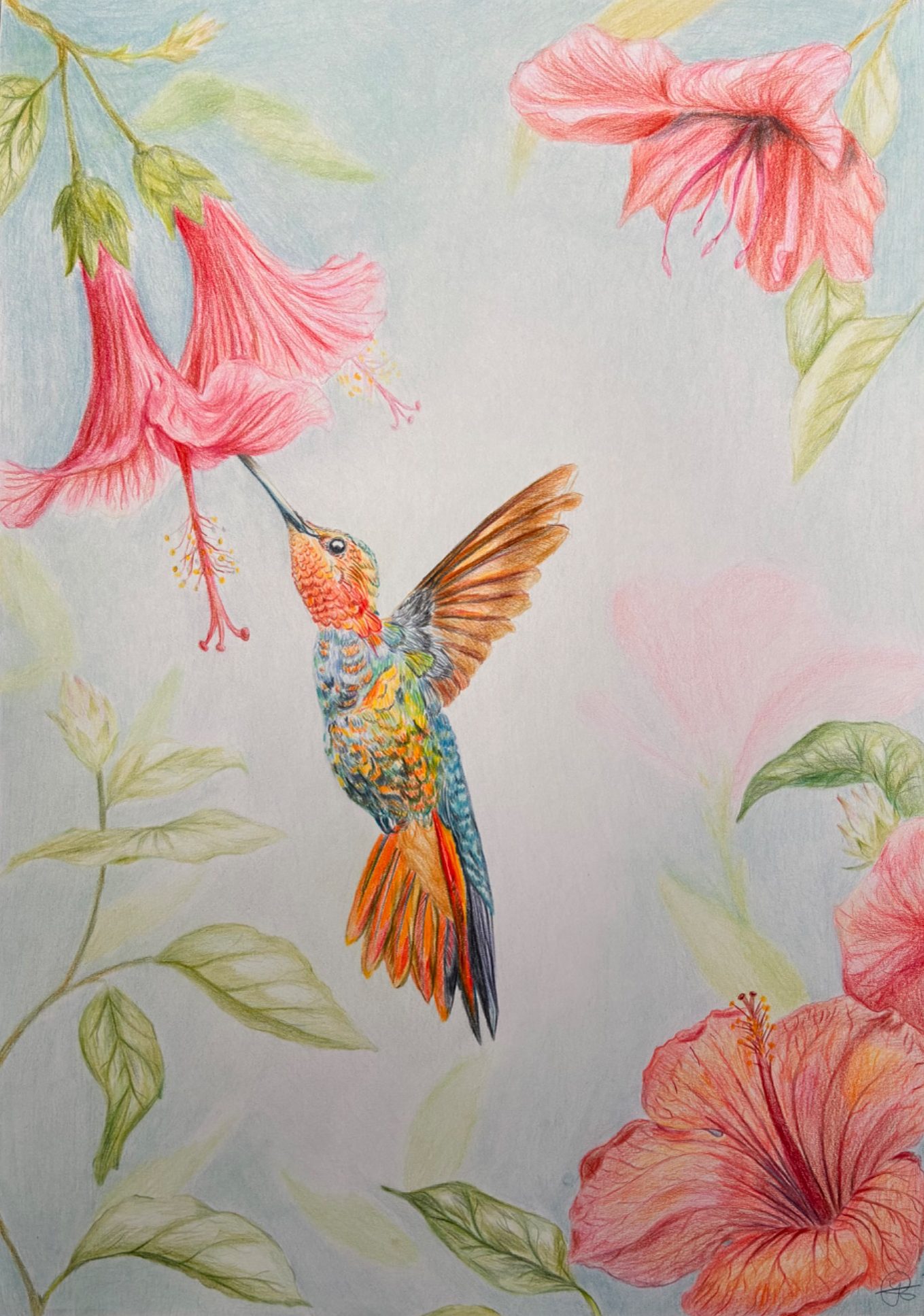 Kolibrie- limited edition van de 14 prints van A3